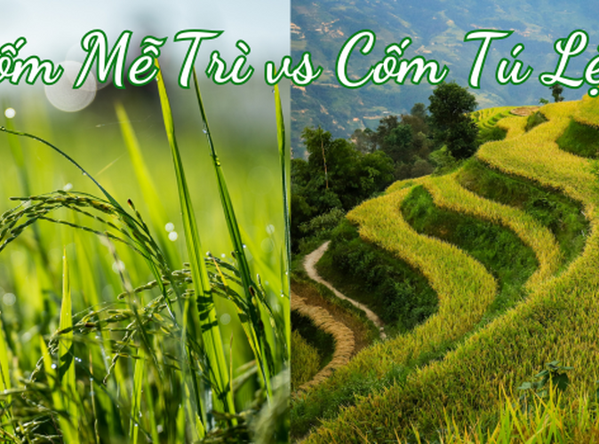 Cốm Tú Lệ là gì? Mùa cốm và 5 khác biệt với cốm Mễ Trì Hà Nội