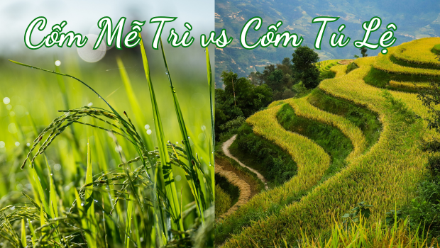 cốm tú lệ và cốm mễ trì