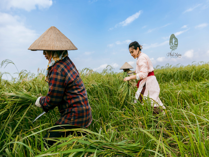 quy trình làm cốm hà nội